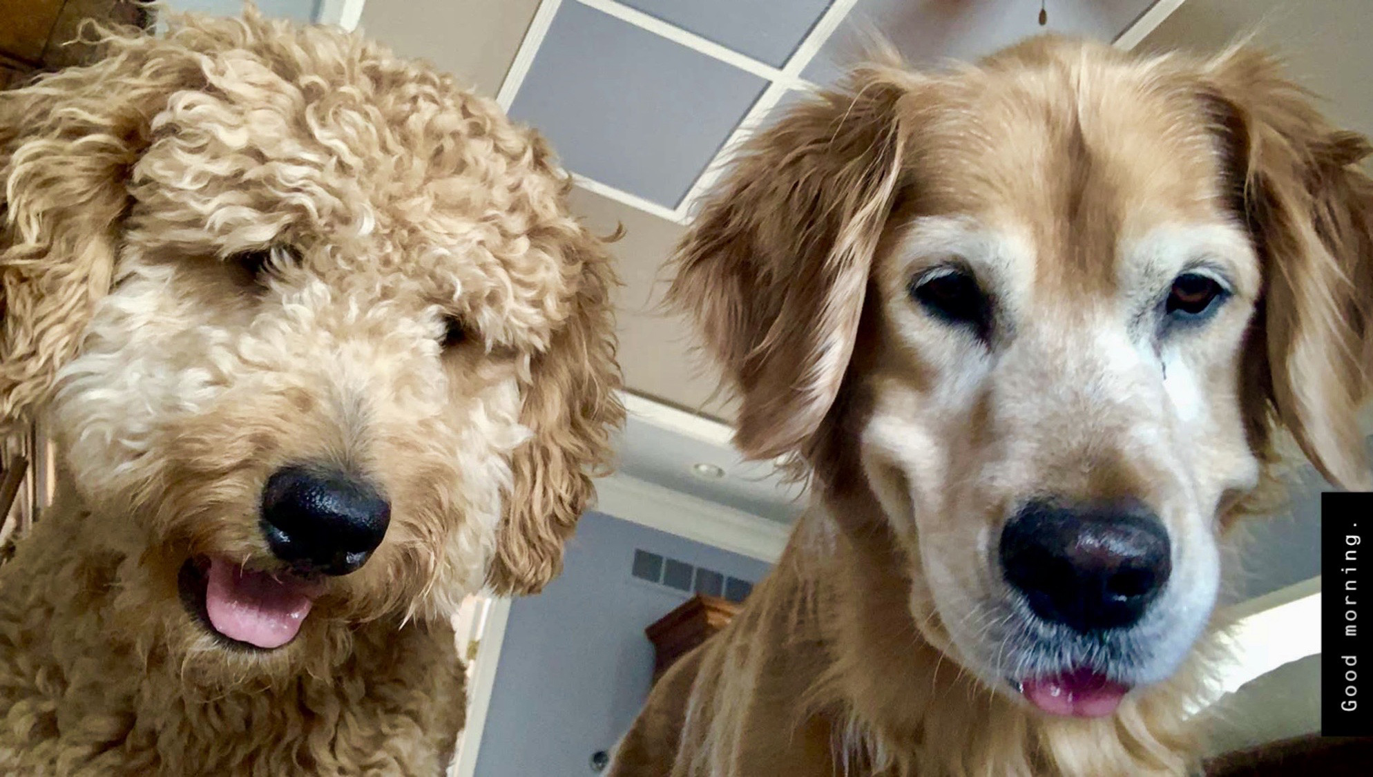 Two golden retrievers with distinct expressions, one looking alert and the other appearing relaxed.